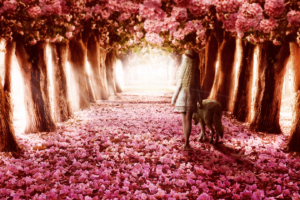 Flower Path6729511815 300x200 - Flower Path - path, flower, Dreams